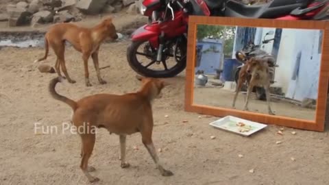 Mirror Prank For Dog Hilarious Reaction Mirror Prank Try not to Laugh So Funny Prank Video 2021