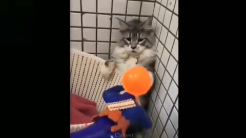 Cat Cute and funny video