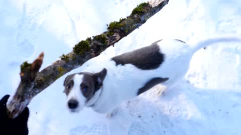 Funny Playful Dog Jumps And Bites The Stick Outdoors In Winter