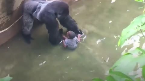 The big monkey caught the boy