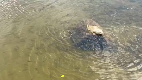 Feeding minnows Humber River James Gardens Toronto