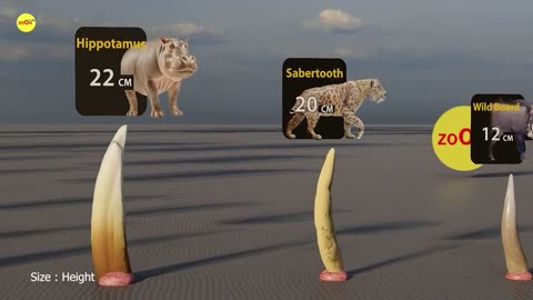 Monster Teeth size comparison