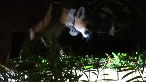 A mountain lion paid a new visit to a Simi Valley neighborhood early Friday