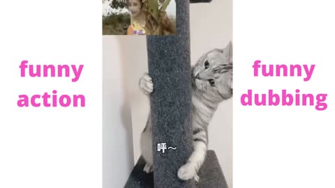 funny cat and dog actions