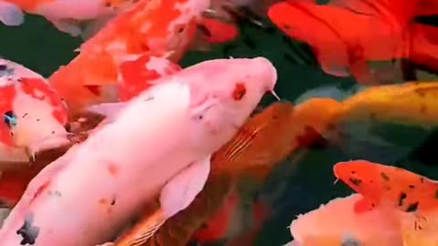 fish swimming in water