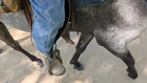 Flat Foot Walk in slow motion - Ashur - 2 Oct 2023