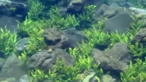 Female Diver Discovering Green Rare Coral Reefs At The Bottom Of The Sea