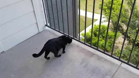 20240613 094543 Tux Balcony Exploration