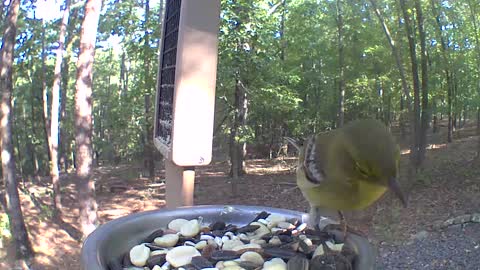 The pine warbler song