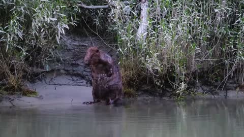 We flooded a forest - the result blew our minds-9