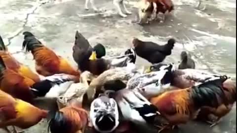 Dog vs Chicken - hilarious moment funny dog fight videos.