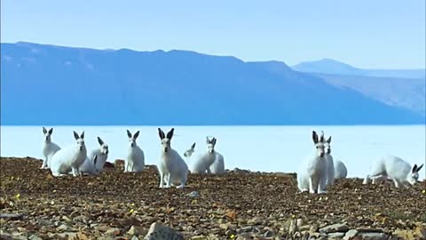 Cute rabbits in a flock