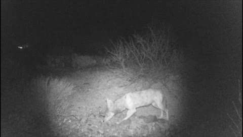 Outdoor Vlog: Trail Camera Trapping at my Water Hole