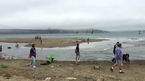 Families and dogs on the beach