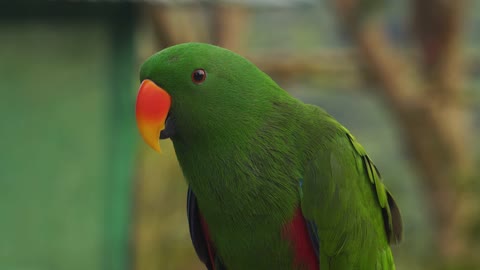 A green parrot is singing and wants to talk