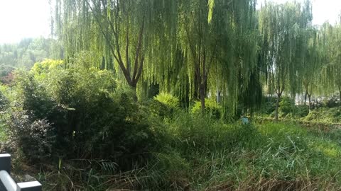 The willow was hammered to the ground