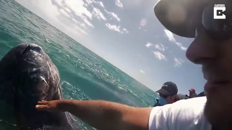 Grey Whale Asks To Be Petted