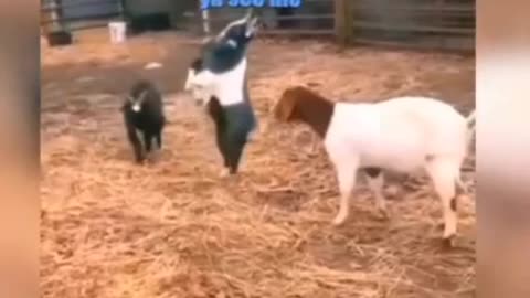 Funny animal video 😂🤣