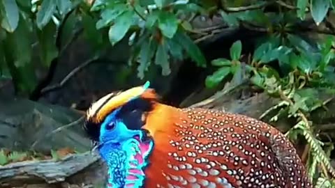 Termmincks Tragopan