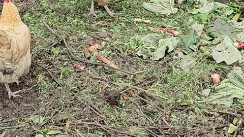 OMC! Chickens on a pile of greens pecking and scratching! #chickens #greens #pecking #shorts