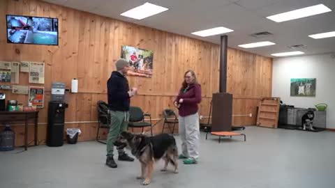 How to properly train any dog