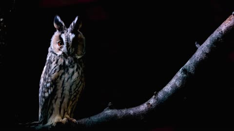 Long-Eared Owl