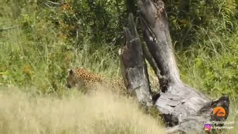 Cheetah Mother Tries Saving Cub After Leopard Catches It