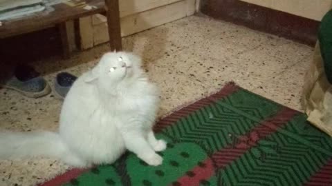 Male Cat Plays With Yellow Spoonch Pop Toy