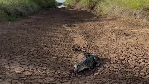 American Alligator Basking In Morning Sun