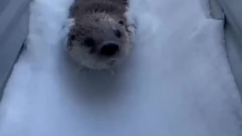 Otters in the snow 😊