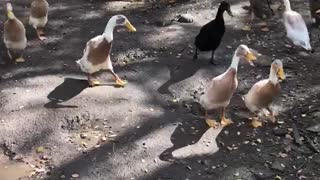 Quacking Around