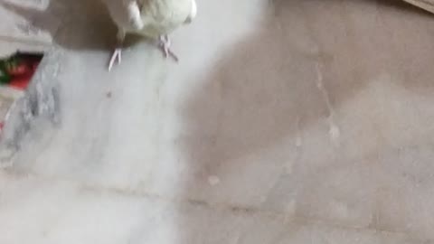 Our Cockatiels Having Fun!!! Funny Videos | Funny Animal Videos