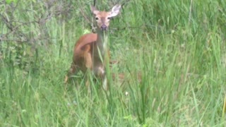 Aransas pass wildlife refuge, Fawn feeding time