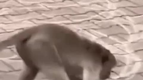 Funny Animals Video