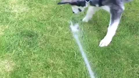 Husky chasing hosepipe