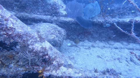 Key Largo Checkout Dives