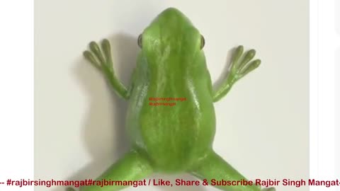 Animation showing the metamorphosis of a tadpole into a frog.