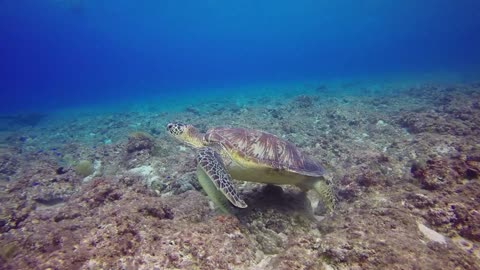 tortuga en vida salvaje una maravilla en todo el sentido de la palabra