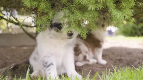 A cute little puppy plays with a tree branch - another puppy in the background - closeup