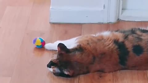 The back of a cat trying to play ball