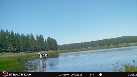 Dog in pond.