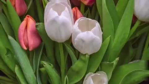 Stuning Time Lapse video featuring blooming Tulip flower