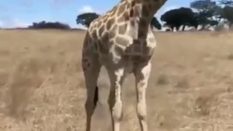 How a giraffe eats grass😮Как жираф ест траву😮