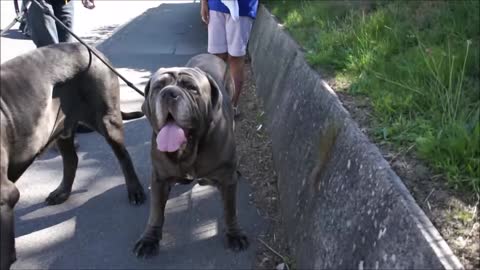 Neapolitan mastiffs