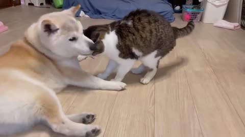 SOMETIMES CATS AND DOGS NEVER FIGHT EACH OTHER #CATS #DOGS