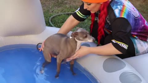 Teaching My Dogs How To Swim in pool! (training)