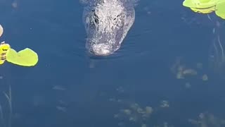 Alligator at Florida Everglades