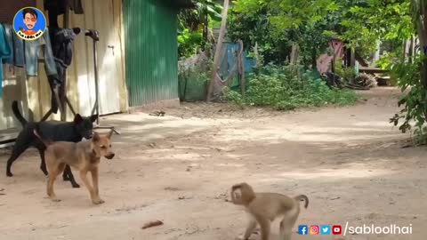 Dog 🐕 vs monkey 🐵