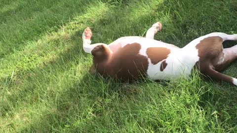 Doggo Loves Sliding Down Hills