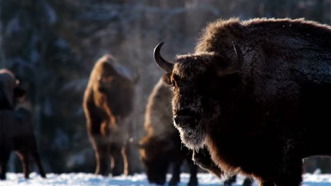 Snow Bison | Animals | Wildlife | No Copyright Video | Stock Footage